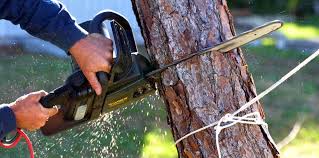 Best Pest Control for Lawns  in Mcalester, OK