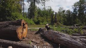 Best Utility Line Clearance  in Mcalester, OK