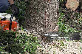Best Hazardous Tree Removal  in Mcalester, OK