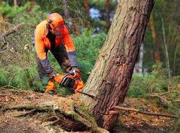 Best Tree Disease Treatment  in Mcalester, OK