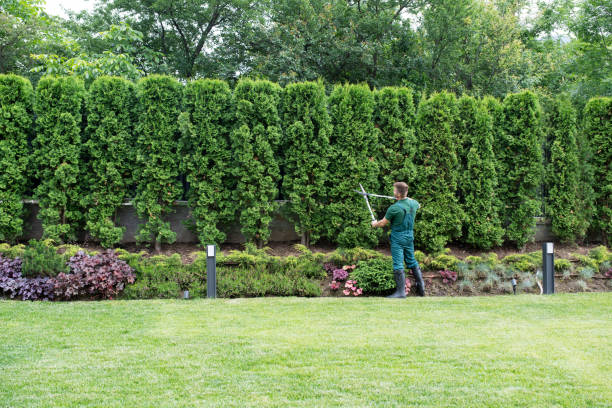 Best Leaf Removal  in Mcalester, OK