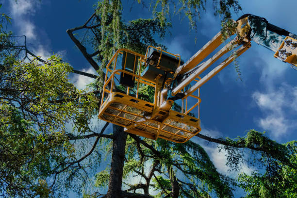 Best Tree Trimming and Pruning  in Mcalester, OK
