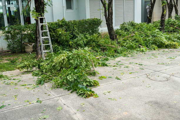 Best Hedge Trimming  in Mcalester, OK