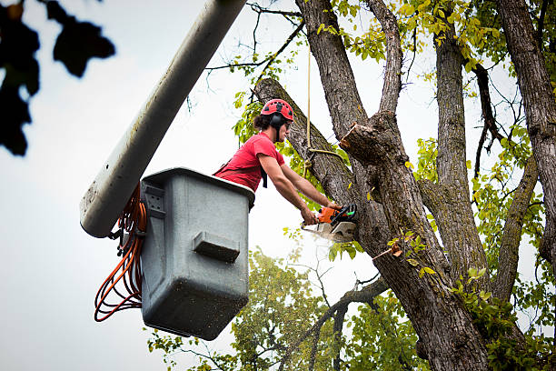 Best Storm Damage Tree Cleanup  in Mcalester, OK