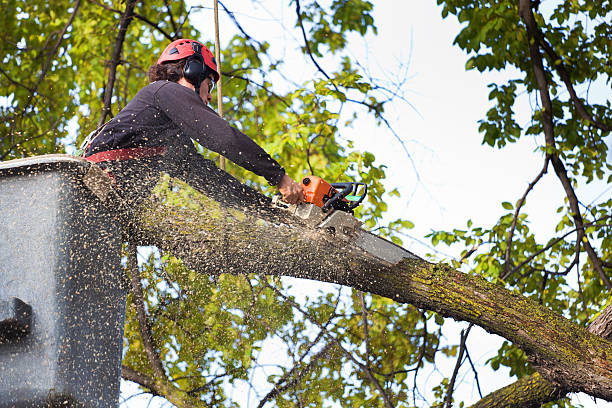 Best Fruit Tree Pruning  in Mcalester, OK